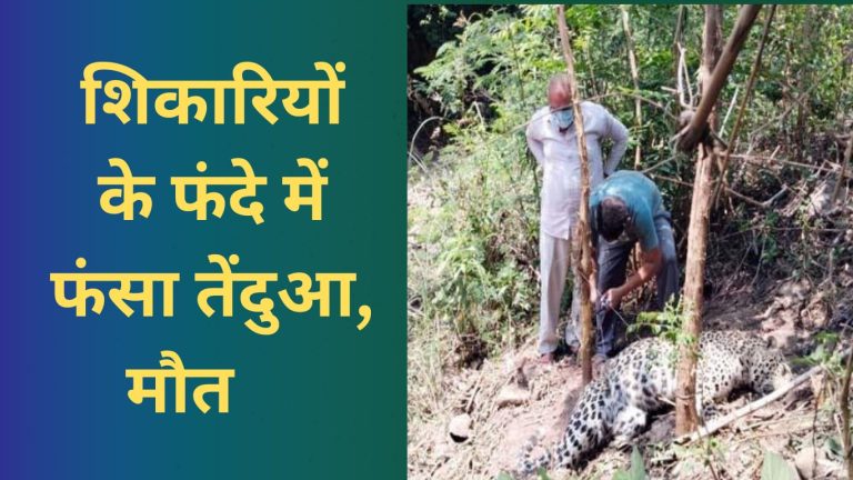 स्वारघाट : शिकारियों के लगाए फंदे में फंसा मिला तेंदुआ, मौत