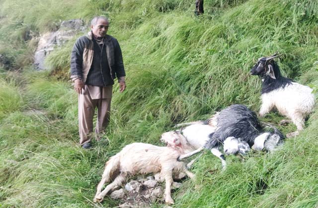 करसोग : आसमानी बिजली गिरने से 7 बकरियों की मौत, 3 बकरियां जख्मी।