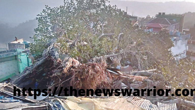 बरगद के 700 साल पुराने वृक्ष के गिरने से  ,चार दुकानें तबाह