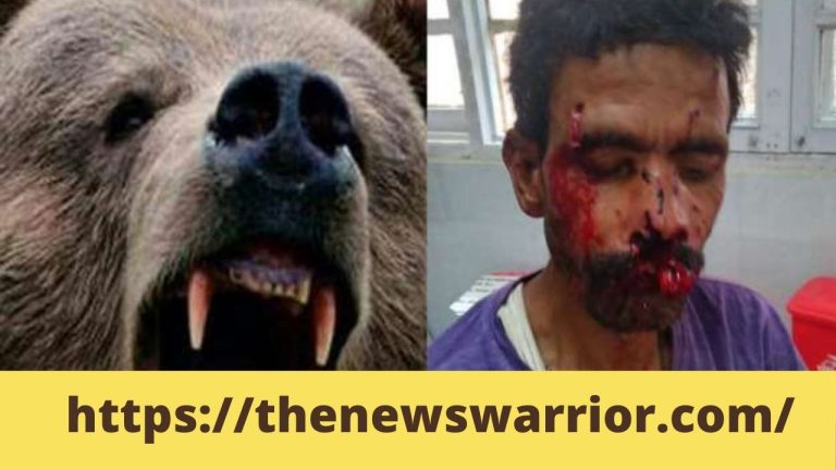 किन्नौर: सांगला में व्यक्ति पर भालू ने किया हमला, जवाबी हमले के बाद भागा खूंखार