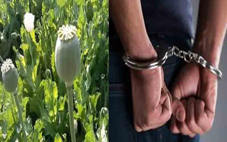 बिलासपुर :  विजिलेंस ने खेत से अफीम के 648 पौधे किए जब्त, आरोपी गिरफ्तार