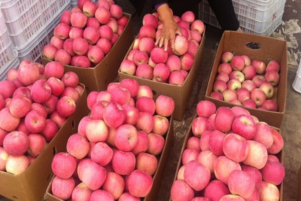 latest news ! प्रदेश में अगले साल से सेब पैकिंग में यूनिवर्सल कार्टन होगा लागू